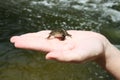 The river frog